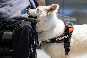 can i use a service animal at work
